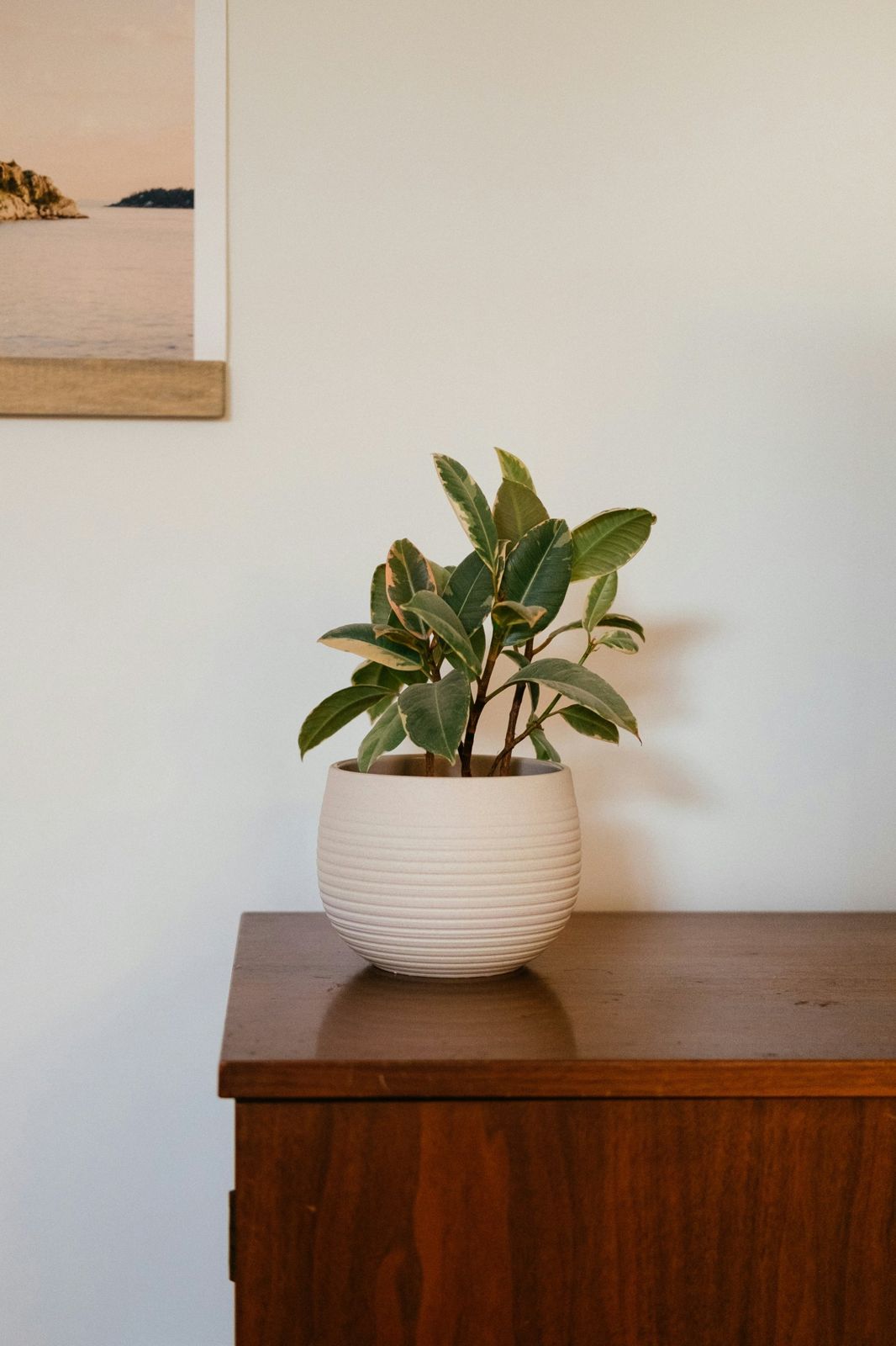 Plante verte sur une commode en bois